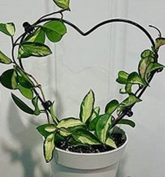 Topiary Frames