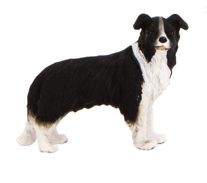 Border Collie Medium