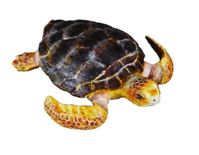 Loggerhead Turtle Medium