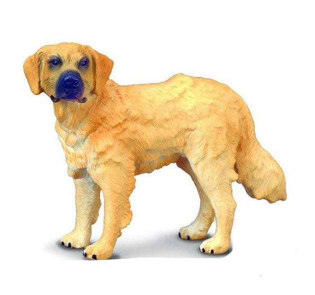 Golden Retriever Medium