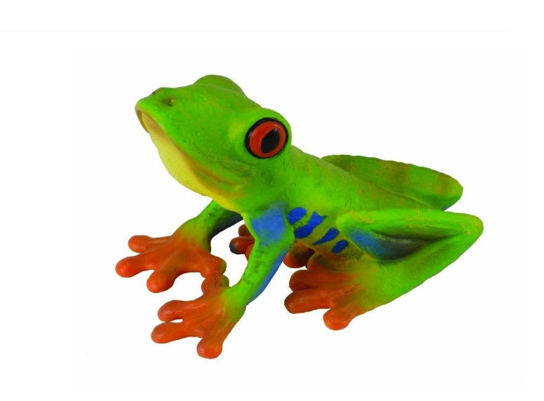 Red-Eyed Tree Frog Medium