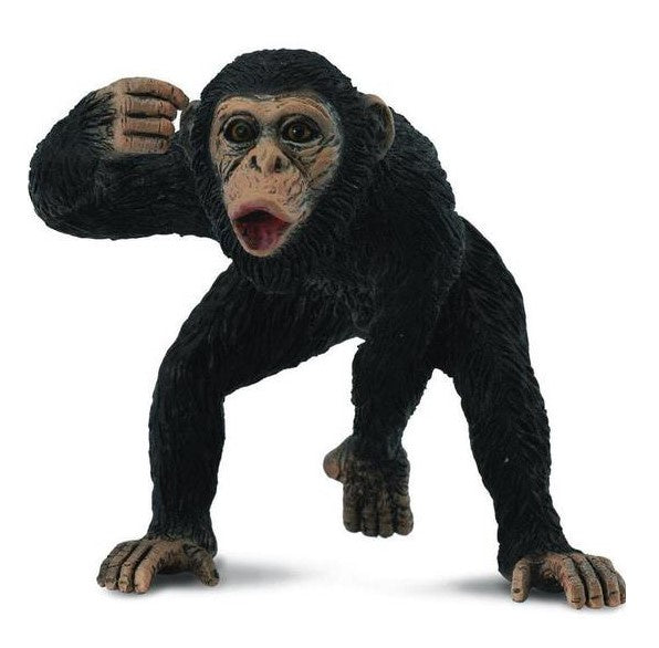 Chimpanzee Male Medium