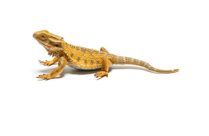 CollectA Bearded Dragon Lizard Large