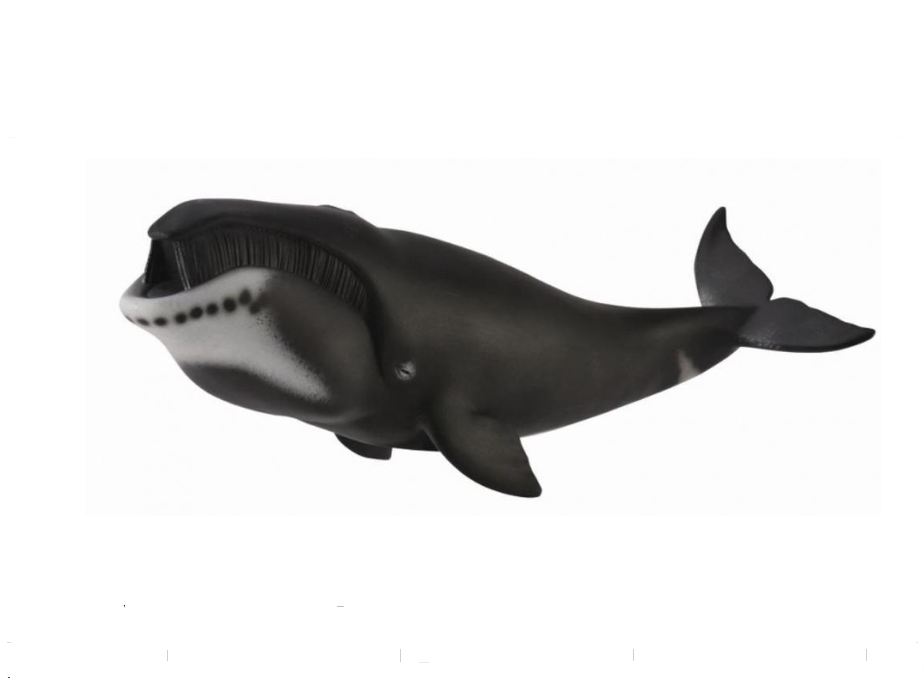 CollectA Xl Bowhead Whale