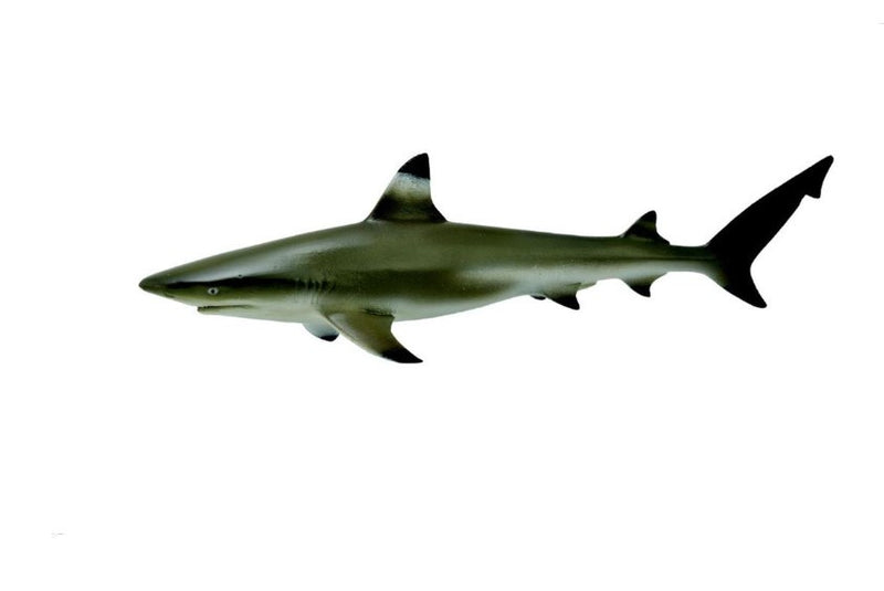 Blacktip Reef Shark Figurine Medium