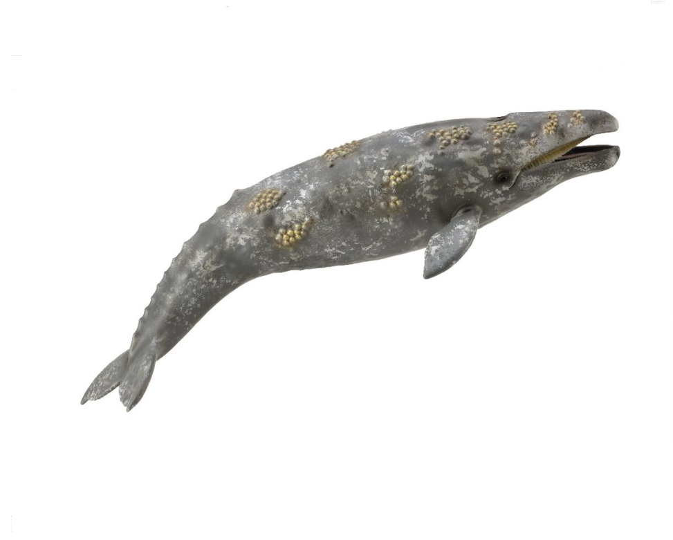 CollectA Xl Gray Whale
