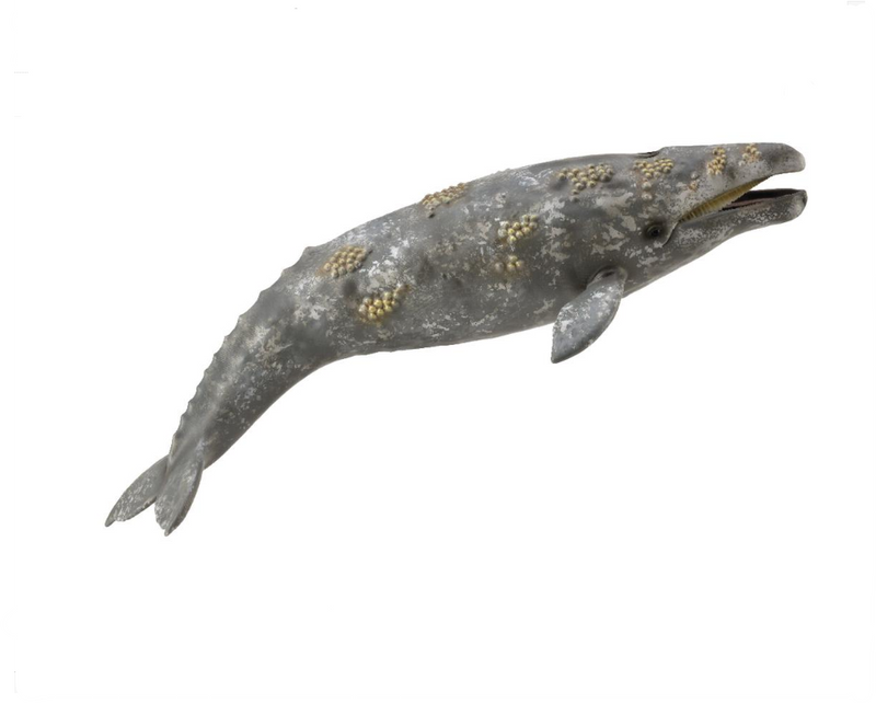 CollectA Xl Gray Whale