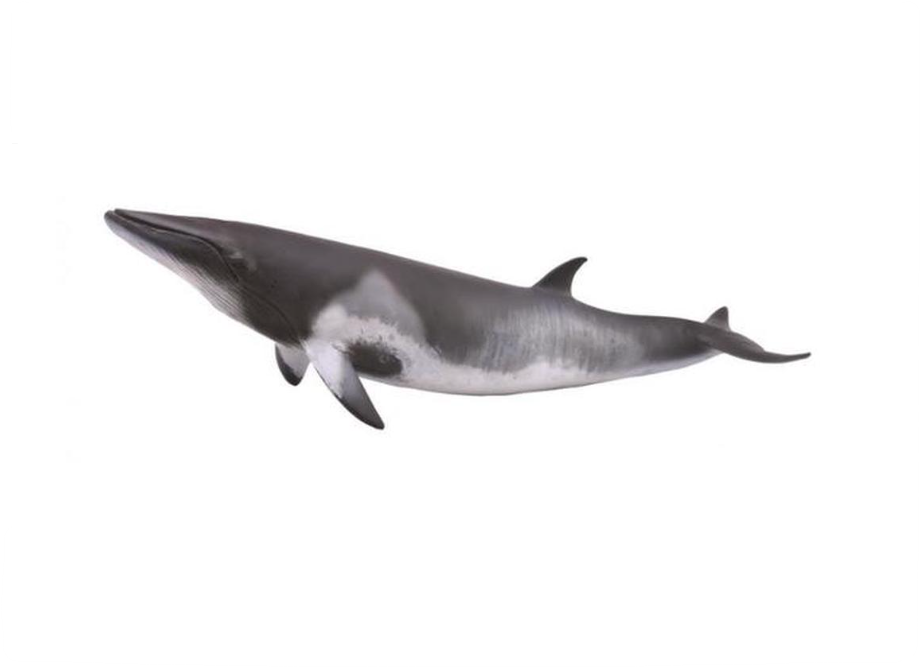 CollectA Balena Grigia – Replica Realistica In Plastica 22,8 Cm – Giocattolo Educativo Per Bambini 2-12 Anni - 2