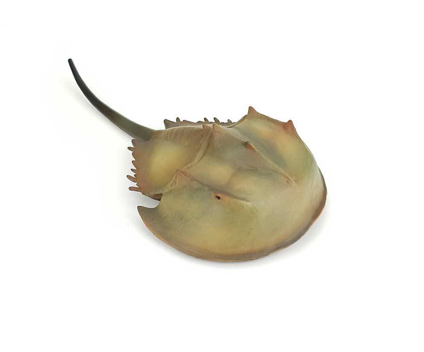 CollectA Xl Horseshoe Crab