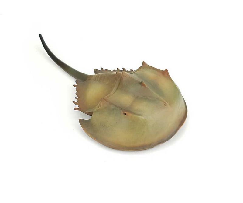 CollectA Xl Horseshoe Crab