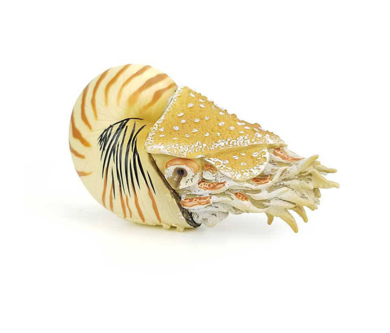 Nautilus Pompilius