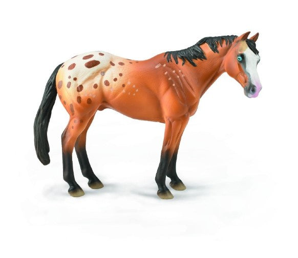 Light Brown Appaloosa Stallion XL