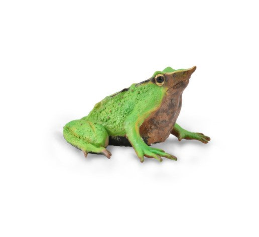 Darwin's Frog Medium