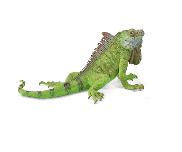 CollectA Xl Iguana