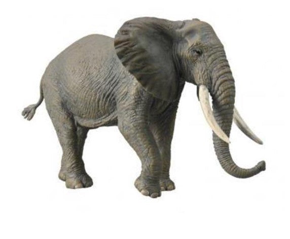 African Bush Elephant XL