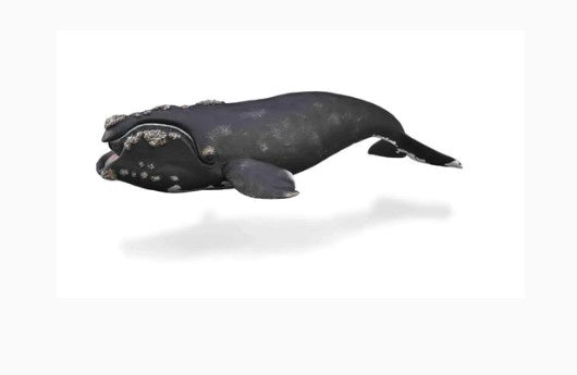 CollectA Right Whale XL