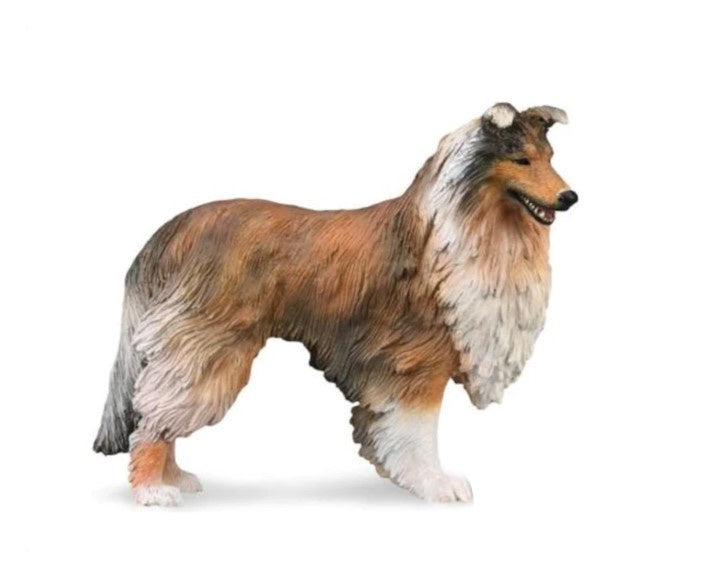 Rough Collie Large