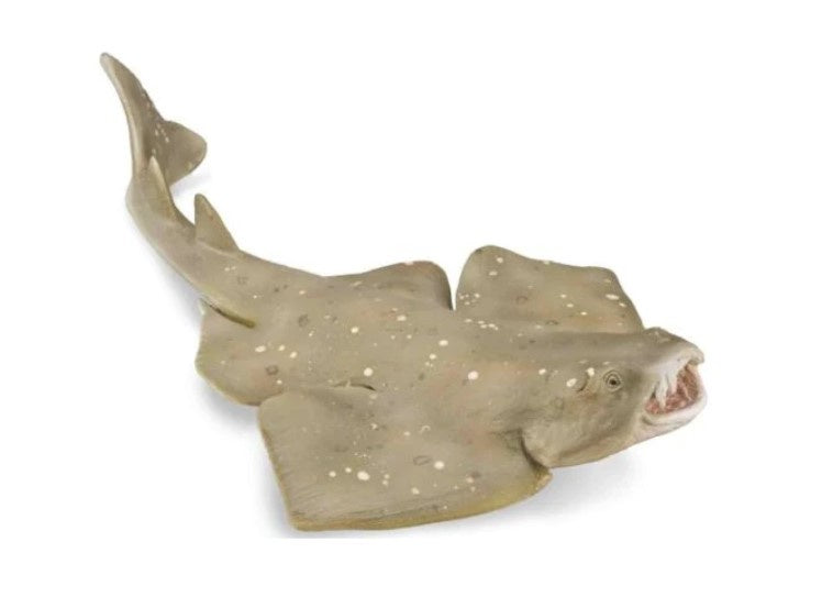 Angel Shark Medium