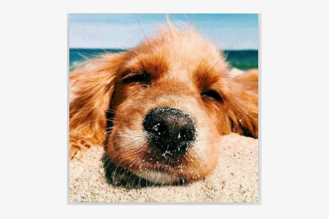 5d Diamond Art Sleep Puppy 20x20cm