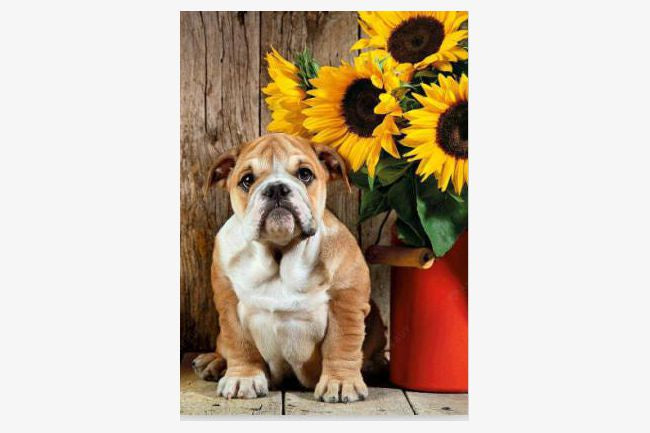 5d Diamond Art Dog/Sunflowers 30x40cm
